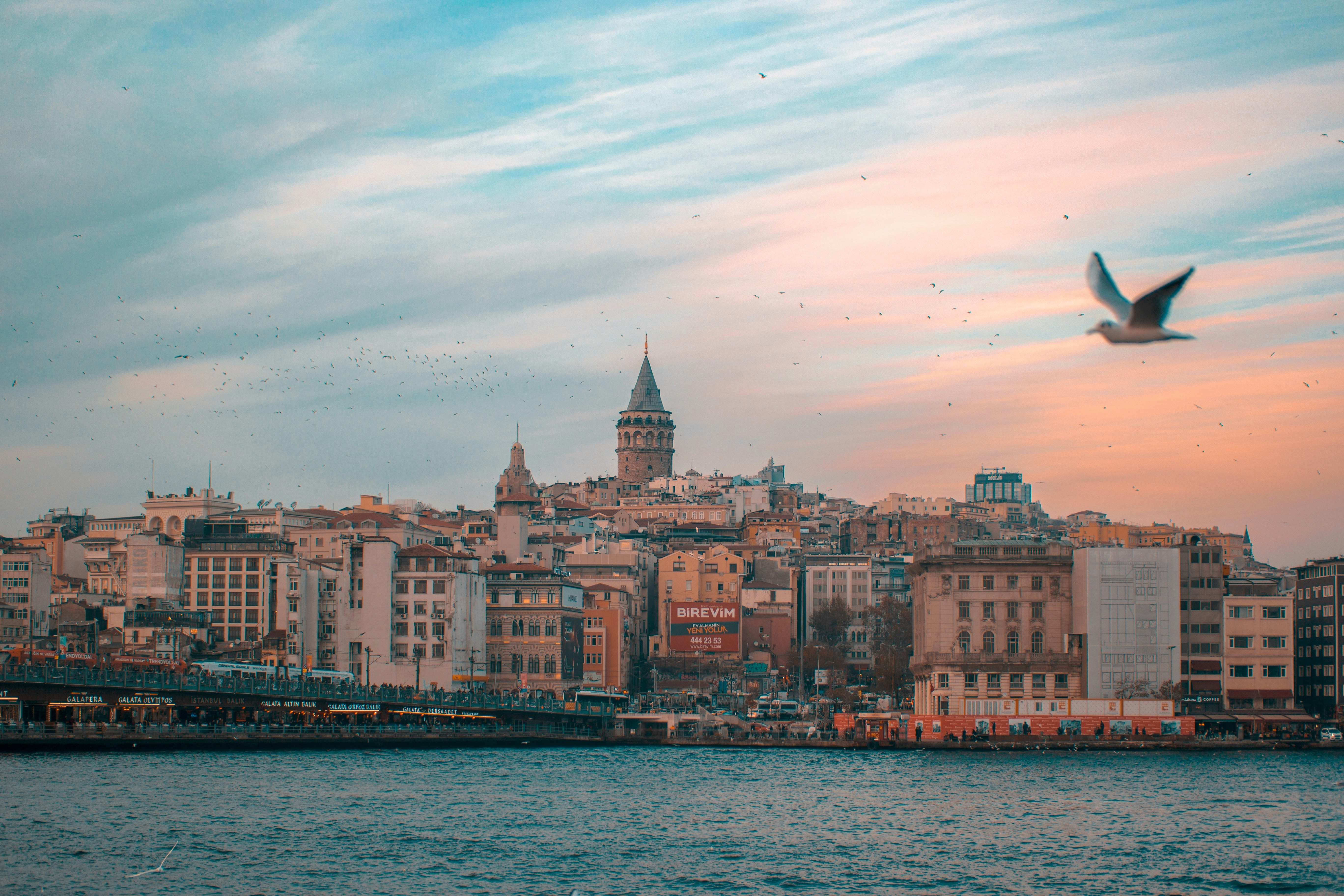 Istanbul waterfront at sunset with Galata Tower and a seagull in flight